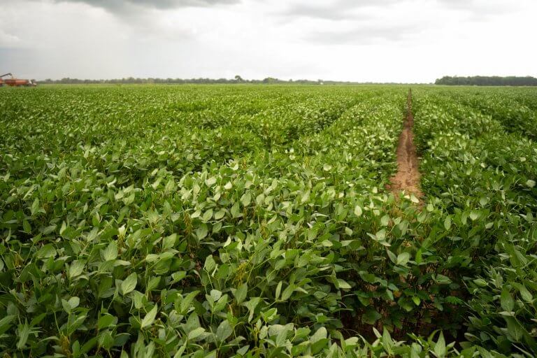 Desafios dos vendedores na área rural